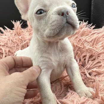 chiot Bouledogue francais Platinium Princesse Miss Bullz, élevage Bulldog Anglais et Français