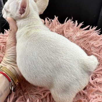 chiot Bouledogue francais Platinium Princesse Miss Bullz, élevage Bulldog Anglais et Français