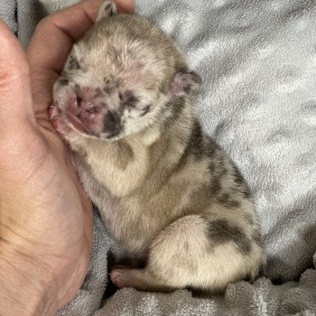 chiot Bouledogue francais fawn merle Rider Miss Bullz, élevage Bulldog Anglais et Français