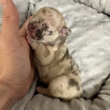 chiot Bouledogue francais fawn merle Rider Miss Bullz, élevage Bulldog Anglais et Français