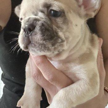 chiot Bouledogue francais fawn merle Rider Miss Bullz, élevage Bulldog Anglais et Français