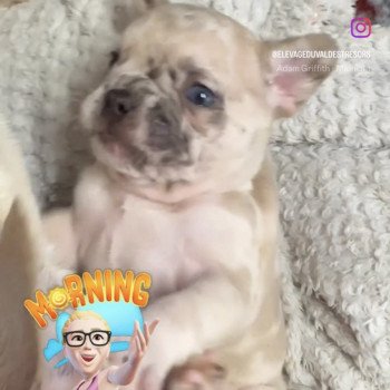 chiot Bouledogue francais fawn merle Rider Miss Bullz, élevage Bulldog Anglais et Français