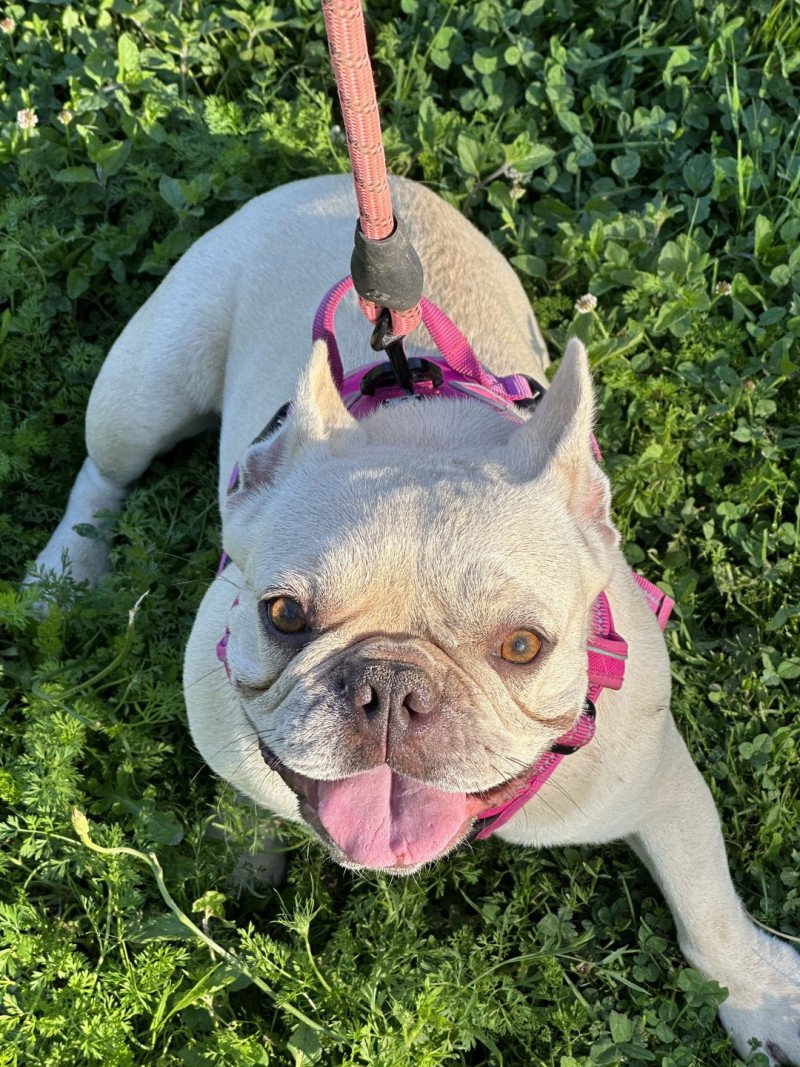 Rosy Miss Bullz Femelle Bouledogue francais