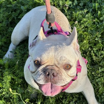 chien Bouledogue francais creme Rosy Miss Bullz, élevage Bulldog Anglais et Français