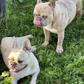 chien Bouledogue francais creme Rosy Miss Bullz, élevage Bulldog Anglais et Français