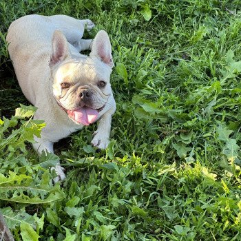 chien Bouledogue francais creme Rosy Miss Bullz, élevage Bulldog Anglais et Français