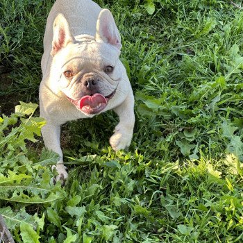 chien Bouledogue francais creme Rosy Miss Bullz, élevage Bulldog Anglais et Français