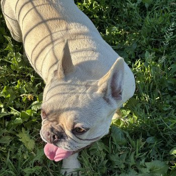 chien Bouledogue francais creme Rosy Miss Bullz, élevage Bulldog Anglais et Français