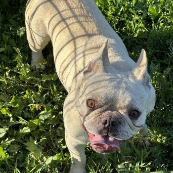 chien Bouledogue francais creme Rosy Miss Bullz, élevage Bulldog Anglais et Français