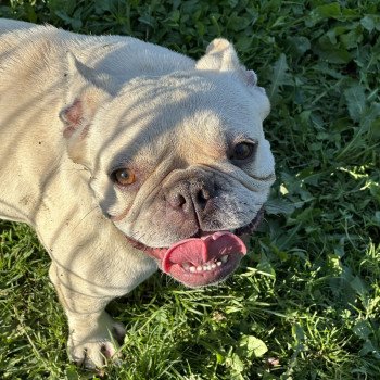 chien Bouledogue francais creme Rosy Miss Bullz, élevage Bulldog Anglais et Français