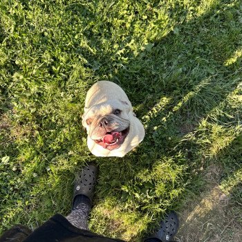 chien Bouledogue francais creme Rosy Miss Bullz, élevage Bulldog Anglais et Français