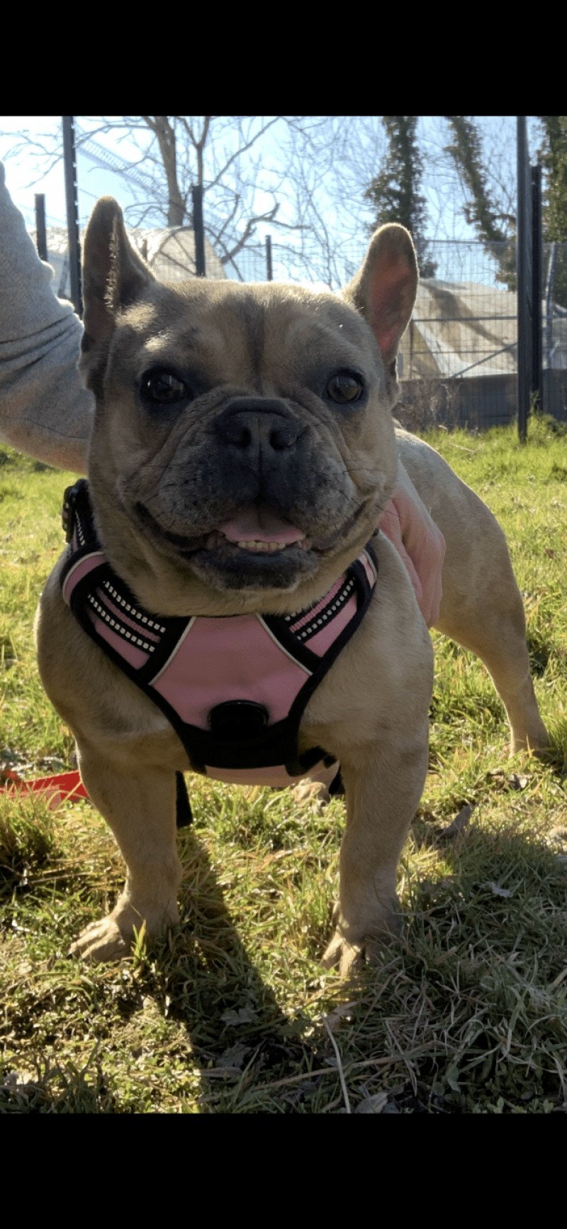 Shirley Femelle Bouledogue francais