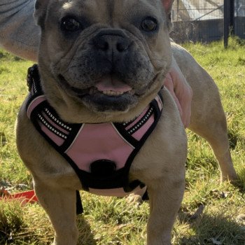 chien Bouledogue francais Fauve Merle Shirley Miss Bullz, élevage Bulldog Anglais