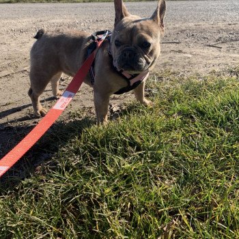 chien Bouledogue francais Fauve Merle Shirley Miss Bullz, élevage Bulldog Anglais