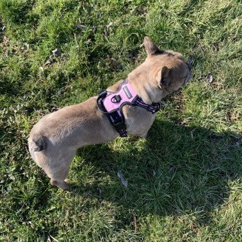 chien Bouledogue francais Fauve Merle Shirley Miss Bullz, élevage Bulldog Anglais