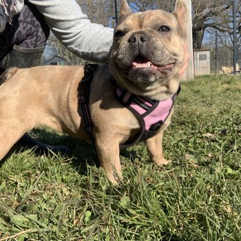 chien Bouledogue francais Fauve Merle Shirley Miss Bullz, élevage Bulldog Anglais