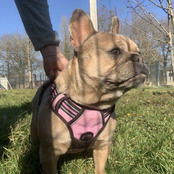 chien Bouledogue francais Fauve Merle Shirley Miss Bullz, élevage Bulldog Anglais