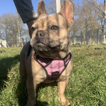 chien Bouledogue francais Fauve Merle Shirley Miss Bullz, élevage Bulldog Anglais