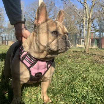 chien Bouledogue francais Fauve Merle Shirley Miss Bullz, élevage Bulldog Anglais