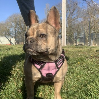 chien Bouledogue francais Fauve Merle Shirley Miss Bullz, élevage Bulldog Anglais