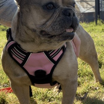 chien Bouledogue francais Fauve Merle Shirley Miss Bullz, élevage Bulldog Anglais