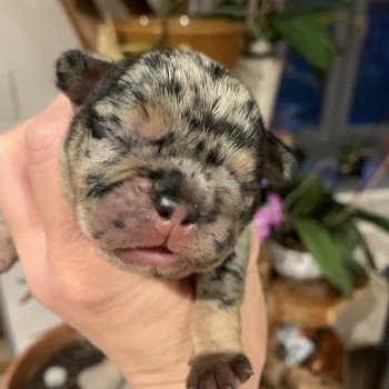 chiot Bouledogue francais Black Merle et Tan SLENE Miss Bullz, élevage Bulldog Anglais et Français