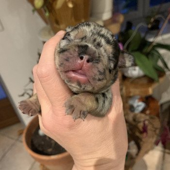 chiot Bouledogue francais Black Merle et Tan SLENE Miss Bullz, élevage Bulldog Anglais et Français