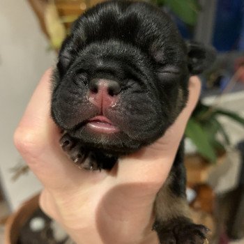 chiot Bouledogue francais Black tan SLOAN Miss Bullz, élevage Bulldog Anglais et Français