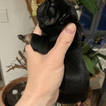 chiot Bouledogue francais Black tan SLOAN Miss Bullz, élevage Bulldog Anglais et Français