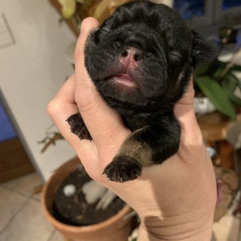 chiot Bouledogue francais Black tan SLOAN Miss Bullz, élevage Bulldog Anglais et Français