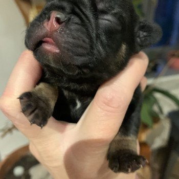 chiot Bouledogue francais Black tan SLOAN Miss Bullz, élevage Bulldog Anglais et Français