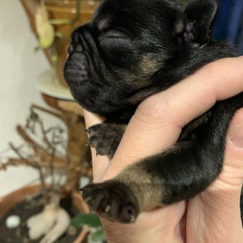 chiot Bouledogue francais Black tan SLOAN Miss Bullz, élevage Bulldog Anglais et Français