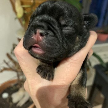 chiot Bouledogue francais Black tan SLOAN Miss Bullz, élevage Bulldog Anglais et Français