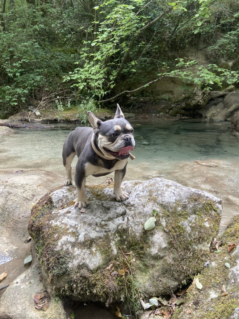 Sniper Miss Bullz Mâle Bouledogue francais