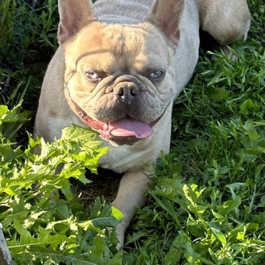 Suny Miss Bullz Mâle Bouledogue francais