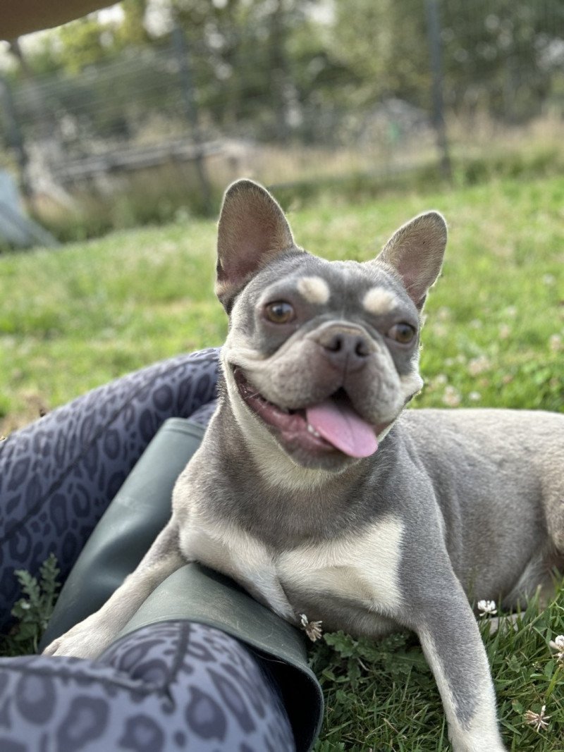 Tessie Femelle Bouledogue francais