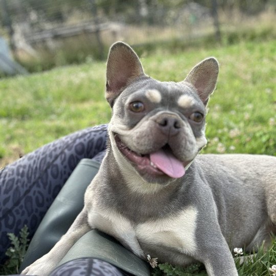 Tessie Femelle Bouledogue francais