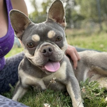 chien Bouledogue francais lilas et tan Tessie Miss Bullz, élevage Bulldog Anglais et Français