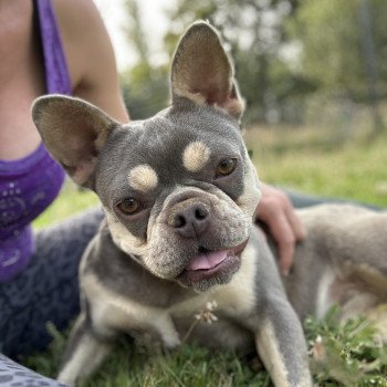 chien Bouledogue francais lilas et tan Tessie Miss Bullz, élevage Bulldog Anglais et Français