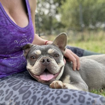 chien Bouledogue francais lilas et tan Tessie Miss Bullz, élevage Bulldog Anglais et Français