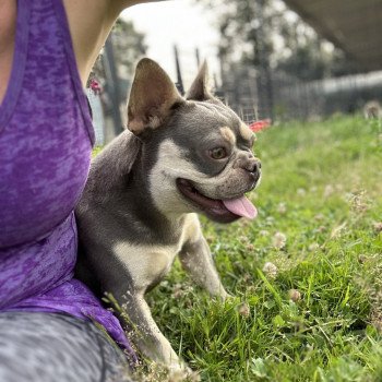 chien Bouledogue francais lilas et tan Tessie Miss Bullz, élevage Bulldog Anglais et Français