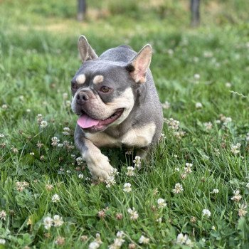 chien Bouledogue francais lilas et tan Tessie Miss Bullz, élevage Bulldog Anglais et Français