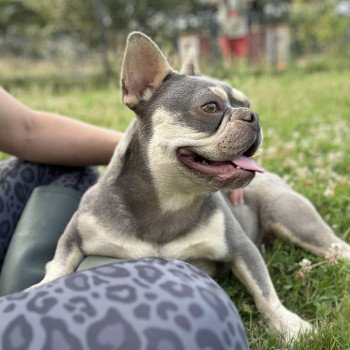 chien Bouledogue francais lilas et tan Tessie Miss Bullz, élevage Bulldog Anglais et Français