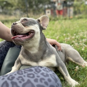 chien Bouledogue francais lilas et tan Tessie Miss Bullz, élevage Bulldog Anglais et Français