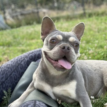 chien Bouledogue francais lilas et tan Tessie Miss Bullz, élevage Bulldog Anglais et Français