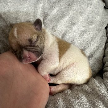 chiot Bouledogue francais caille fawn merle twister Miss Bullz, élevage Bulldog Anglais et Français