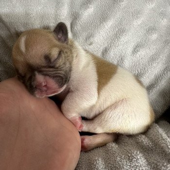 chiot Bouledogue francais caille fawn merle twister Miss Bullz, élevage Bulldog Anglais et Français