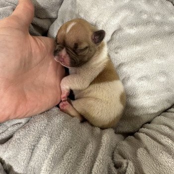 chiot Bouledogue francais caille fawn merle twister Miss Bullz, élevage Bulldog Anglais et Français