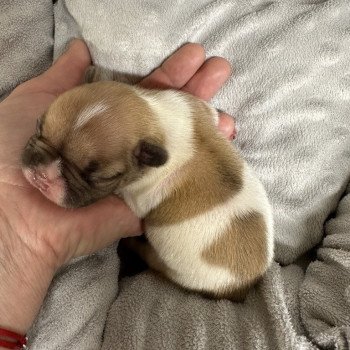 chiot Bouledogue francais caille fawn merle twister Miss Bullz, élevage Bulldog Anglais et Français