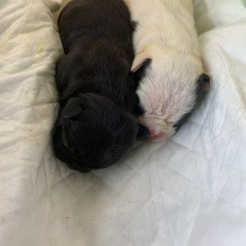 chiot Bouledogue francais caille noire et blanche Utopie Miss Bullz, élevage Bulldog Anglais et Français